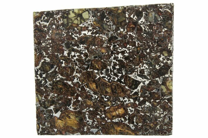 Polished Admire Pallasite Meteorite ( g) Slice - Kansas #307360